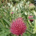 Cirsium rivulare 'Atropurpureum' fleur